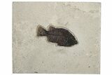 Elegant Fossil Fish (Cockerellites) - Wyoming #233858-1